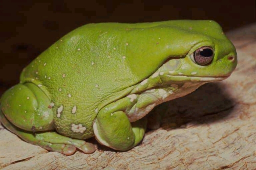 Litoria caerulea -Rosnice sin